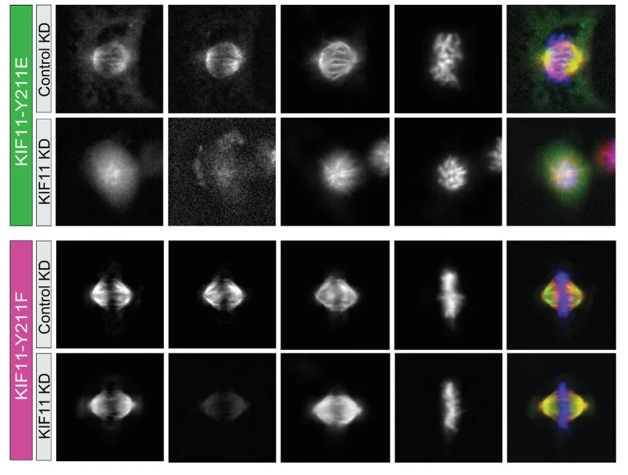 A phosphorylation switch governs KIF11's mechanical output during mitosis