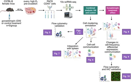 Single-cell analysis of ovarian immune cells reveals dynamic changes in NK and B-cell populations after ovarian stimulation