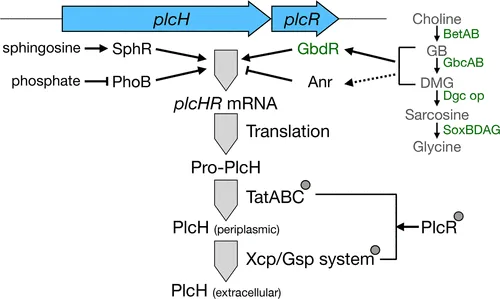 A genome-wide screen in Pseudomonas aeruginosa identifies genes impacting production of the hemolytic phospholipase C/sphingomyelinase, PlcH